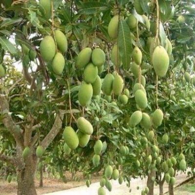 Về miệt vườn Cần Thơ mùa trái cây